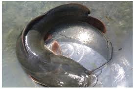 Heteroclaria catfish
